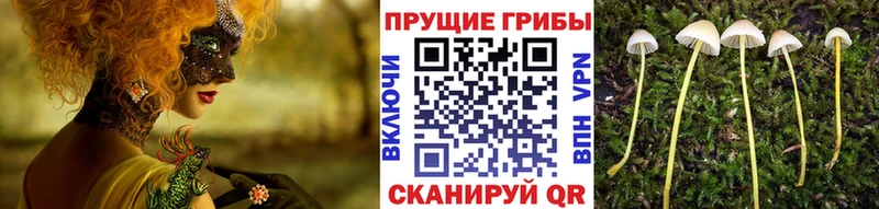 Псилоцибиновые грибы Cubensis  KRAKEN ССЫЛКА  Лабинск  что такое  